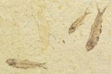 Multiple () Small Knightia Fossil Fish - Wyoming #77147-1